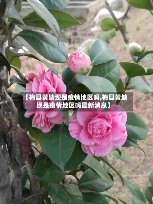 【梅县黄塘坝是疫情地区吗,梅县黄塘坝是疫情地区吗最新消息】-第3张图片
