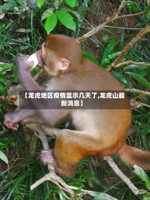 【龙虎地区疫情显示几天了,龙虎山最新消息】-第2张图片