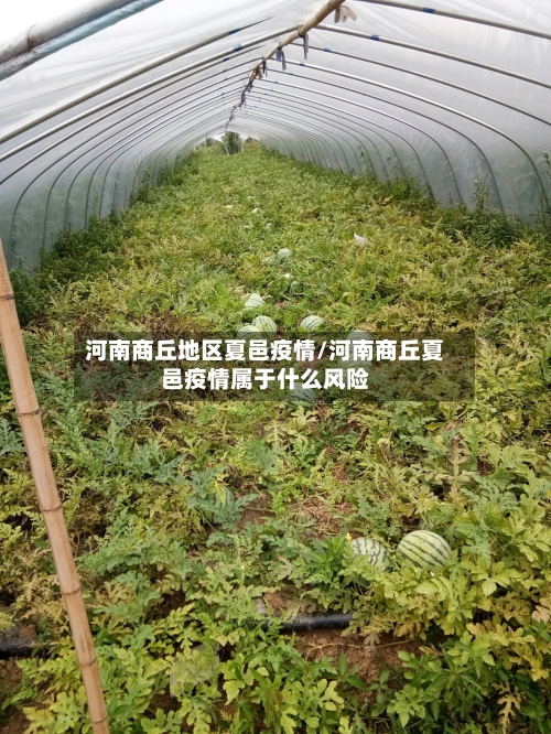 河南商丘地区夏邑疫情/河南商丘夏邑疫情属于什么风险-第2张图片