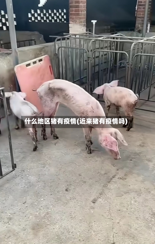 什么地区猪有疫情(近来猪有疫情吗)