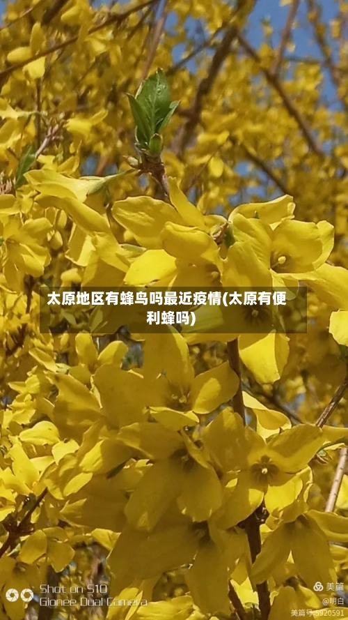 太原地区有蜂鸟吗最近疫情(太原有便利蜂吗)