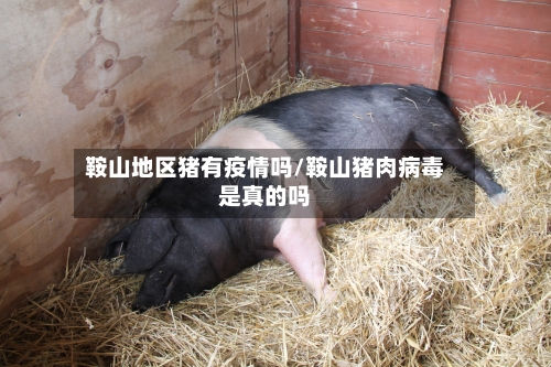 鞍山地区猪有疫情吗/鞍山猪肉病毒是真的吗